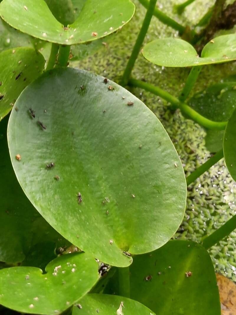 Hydrocleys 8