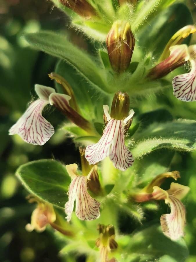 Ajuga 3