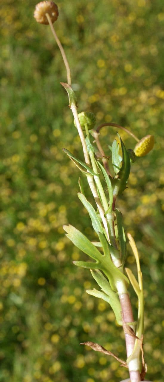 Cotula 6