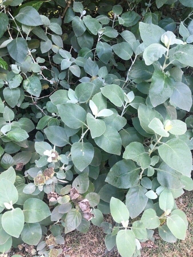 Barleria 5
