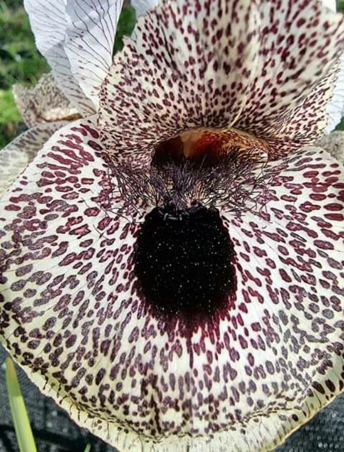 Iris