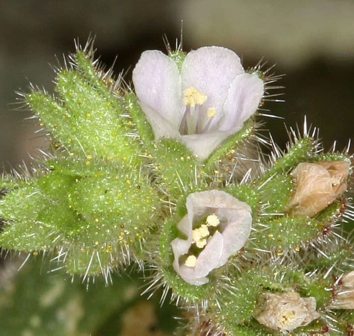 Facelia
