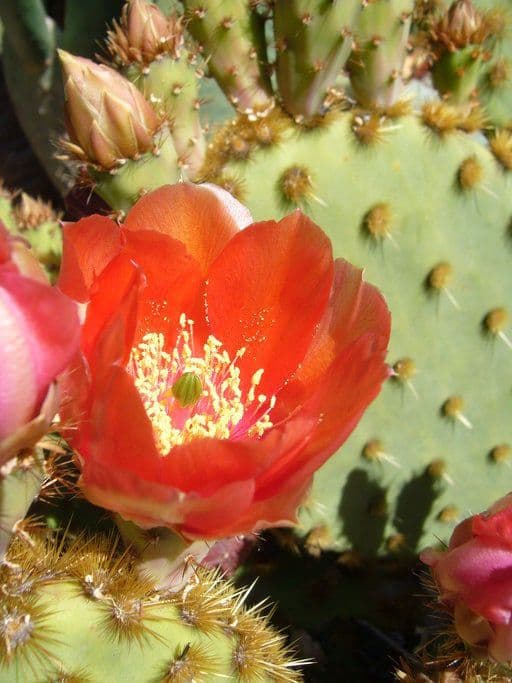 Chenille prickly-pear 8