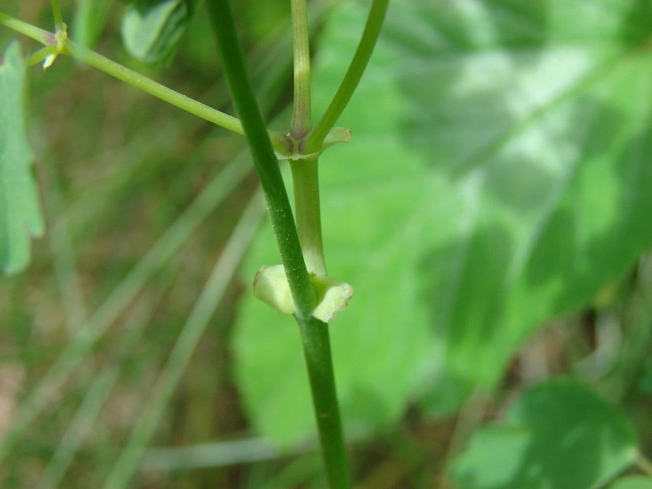 Akeleiblättrige Wiesenraute 21