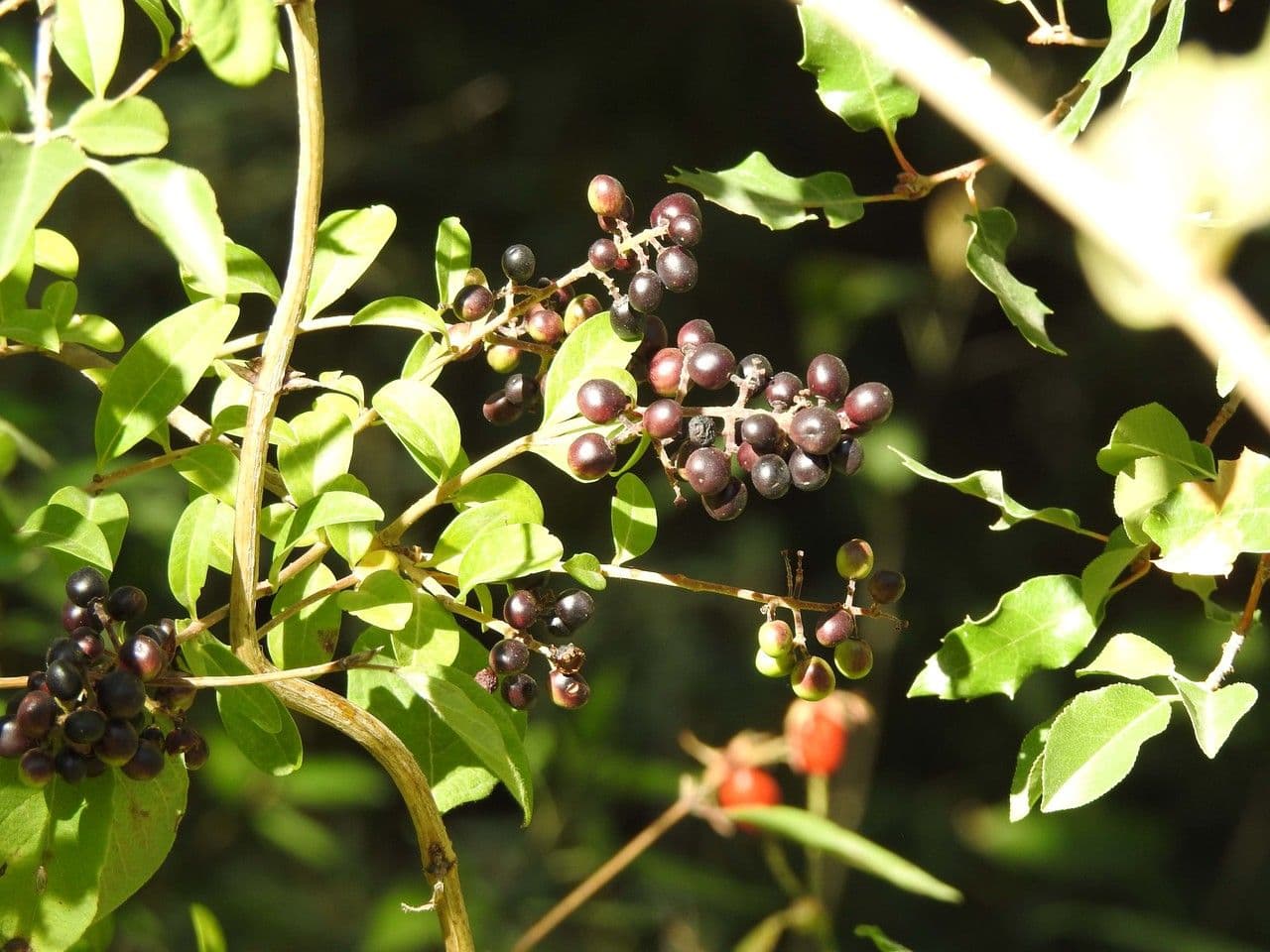Miconia