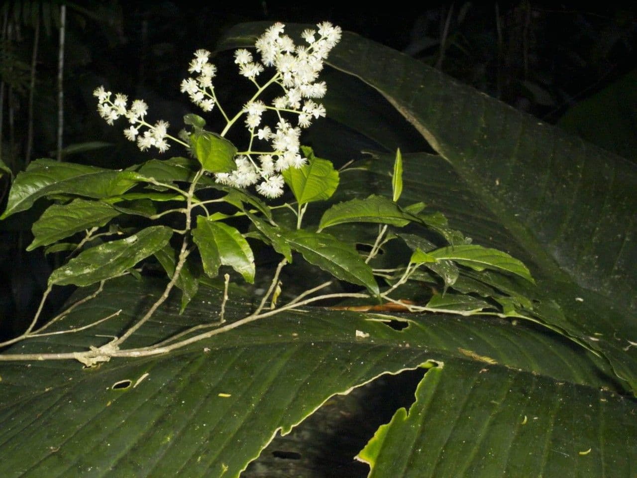 Lindens Pleuranthodendron 19