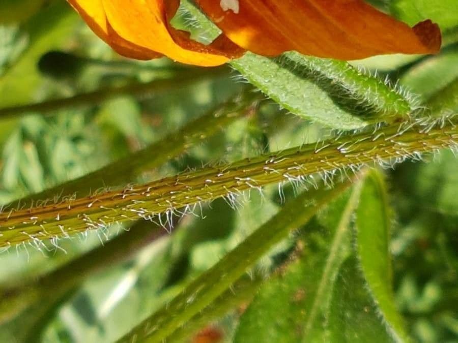 Rudbekia srstnatá 22