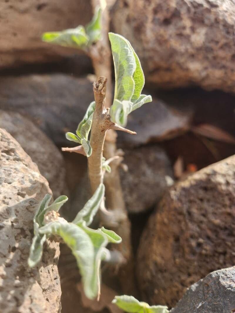 Sesamothamnus 11