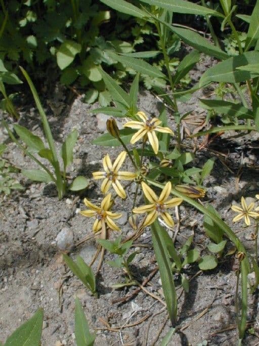 Triteleia 6