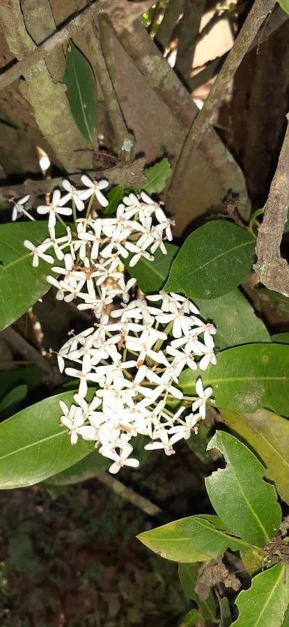 Ixora 8