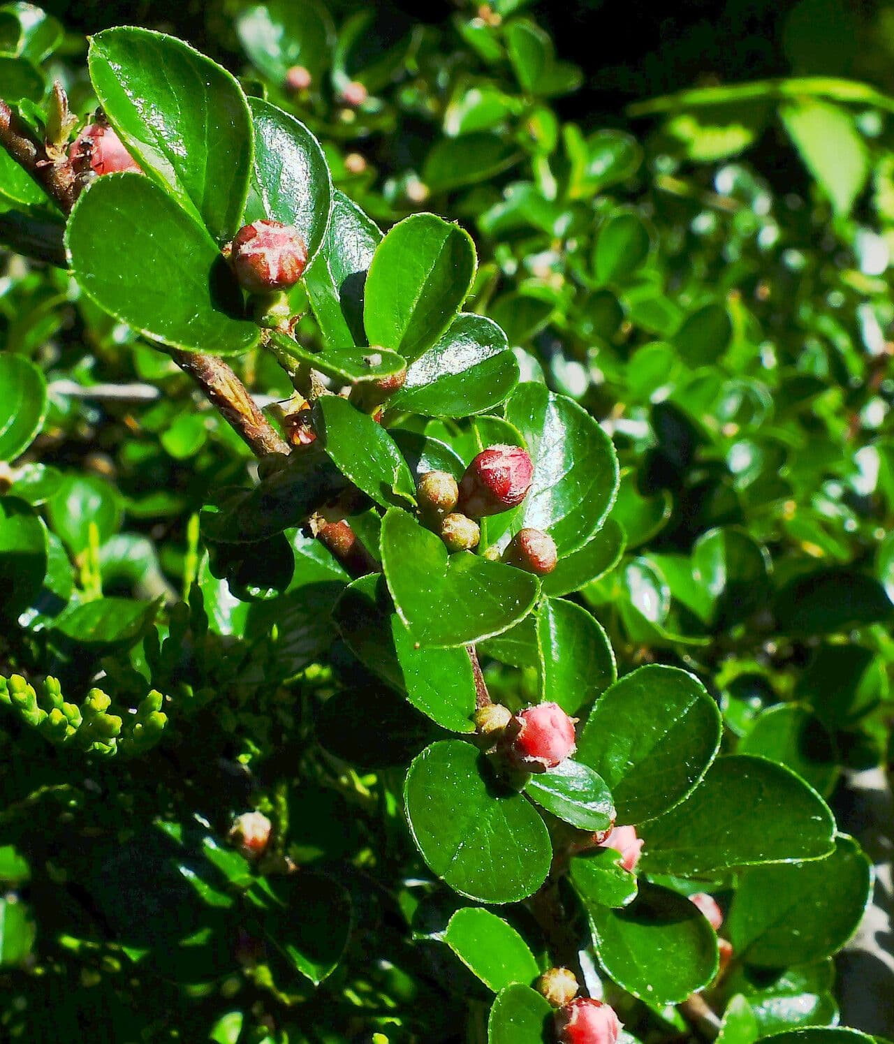 Cotoneaster 12