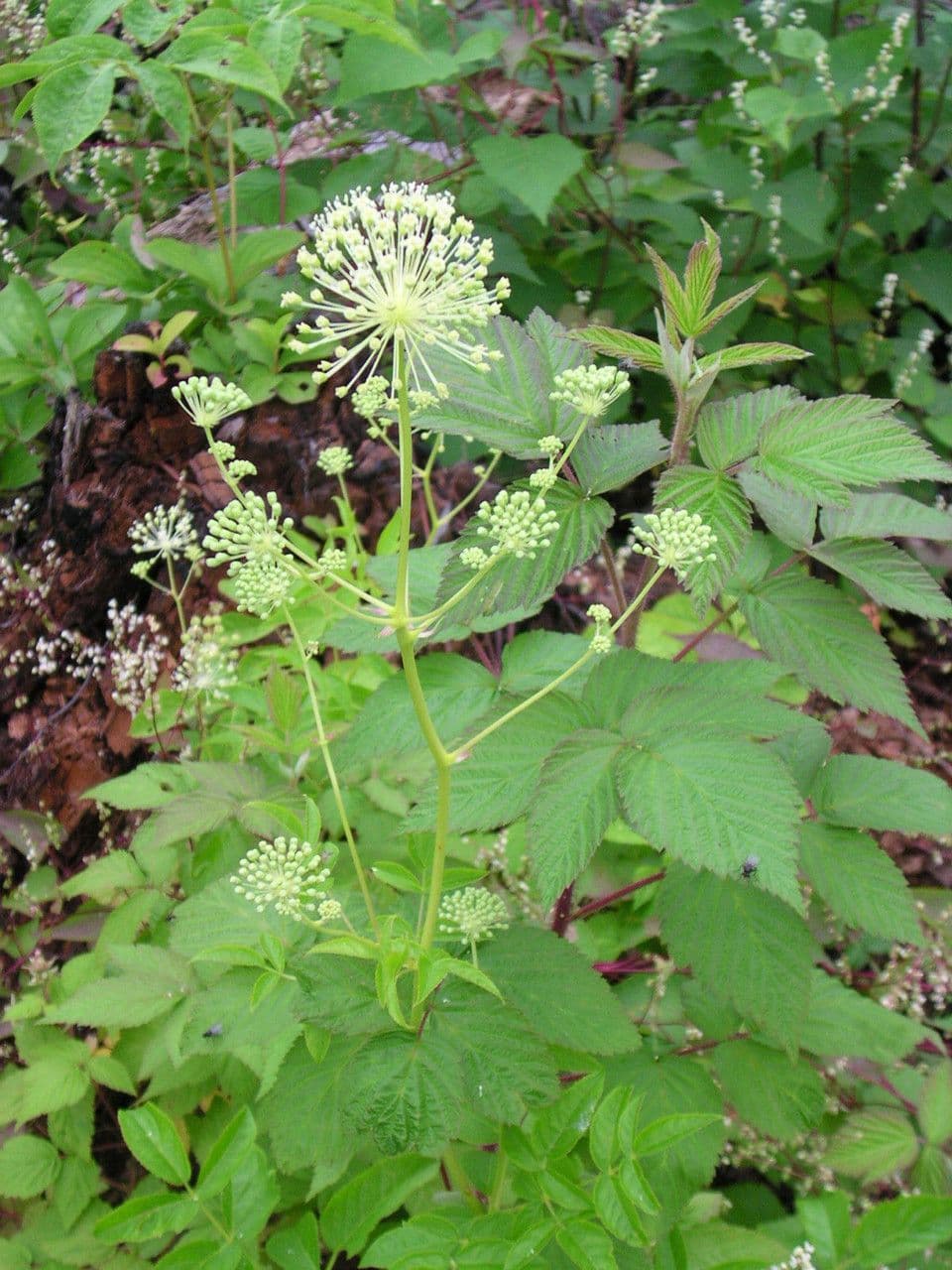 Aralia 10