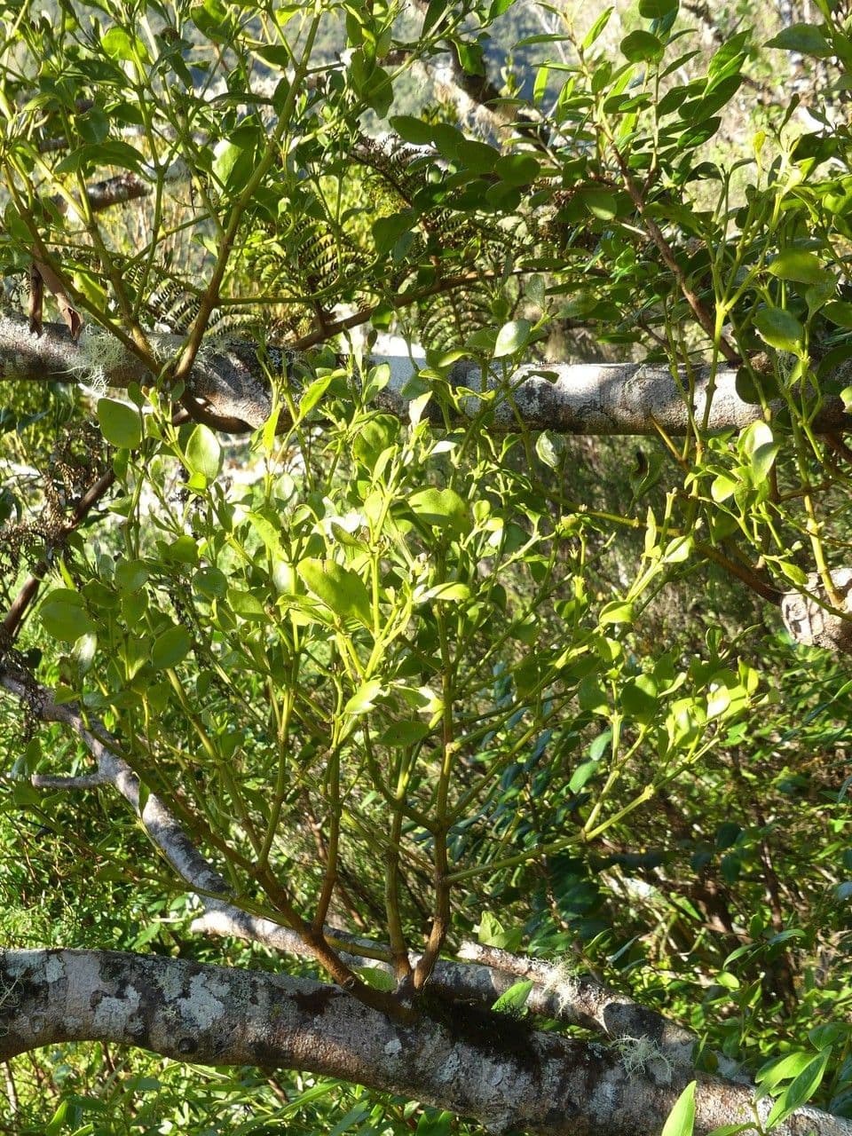 Vischio 5