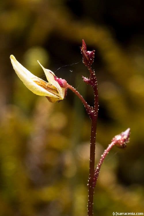 Erba-vescica minore 8
