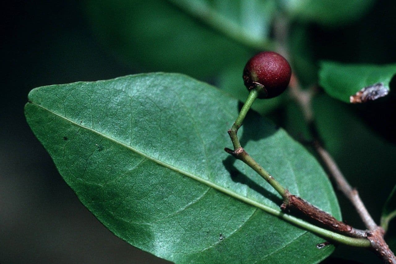 Madera de plomo
