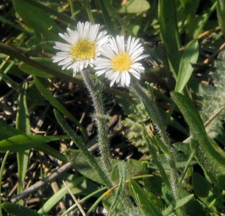 Erigeron a raggi corti 8