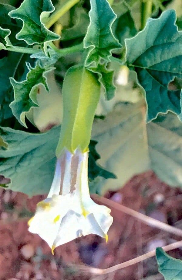 Datura 10