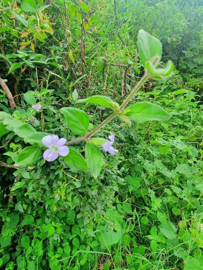 Barleria 6