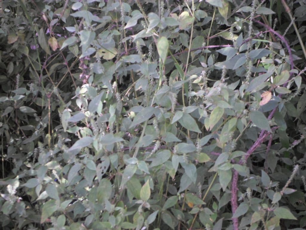 Achyranthes aspera 14