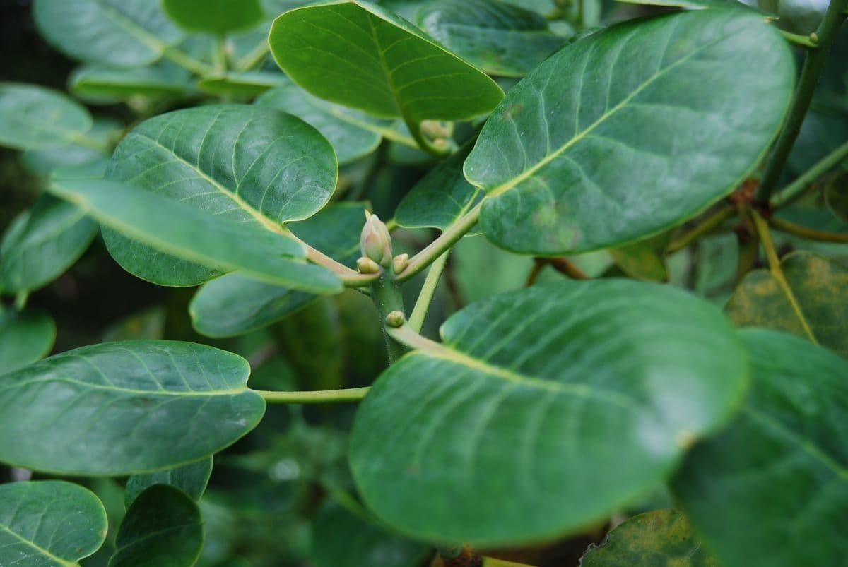 Rododendro 15