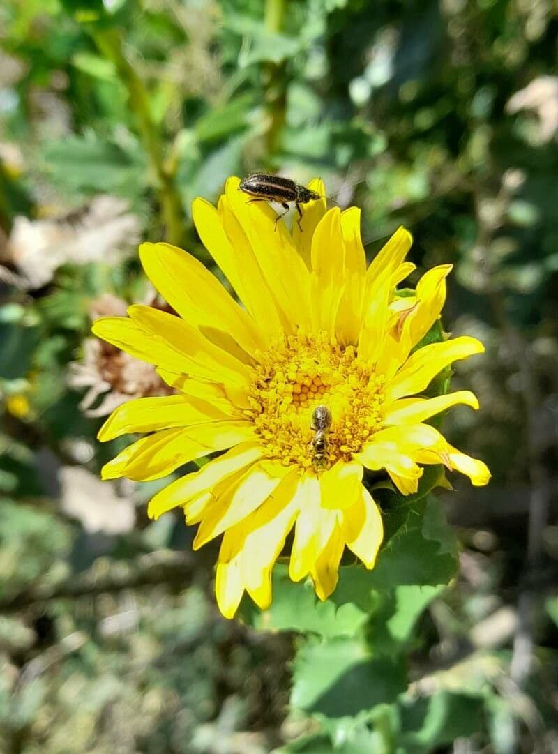 Grindelia 2