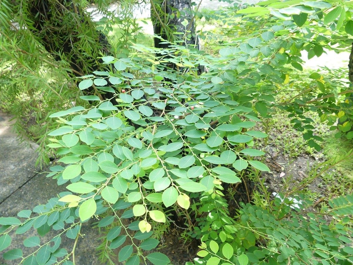 Breynia vitis-idaea 8
