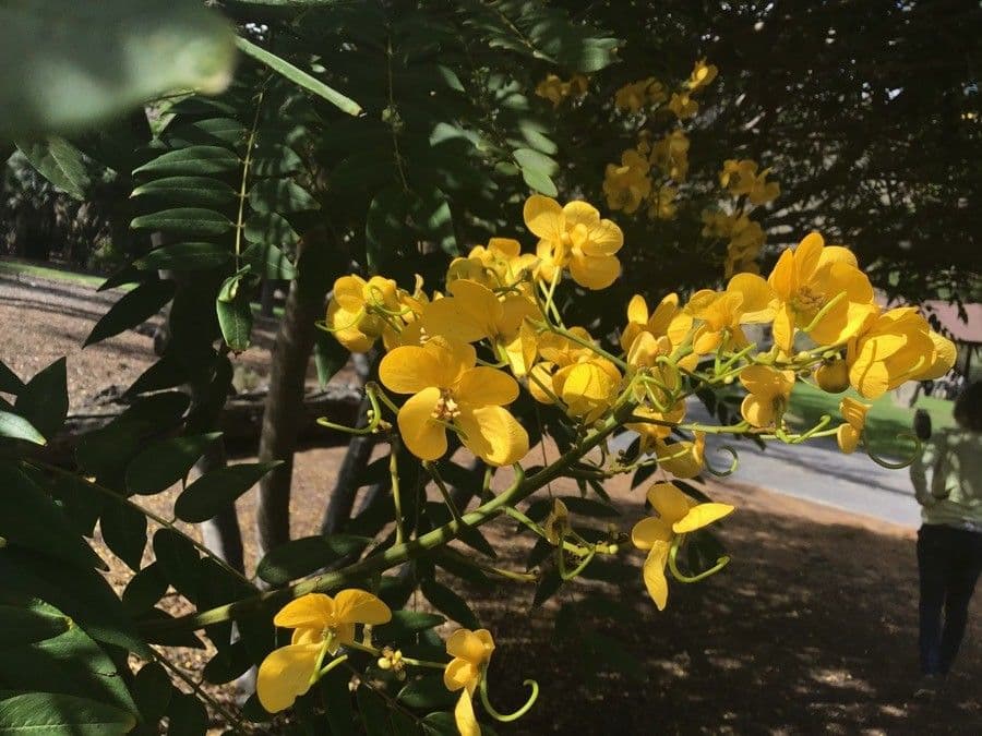Cassia spectabilis 7