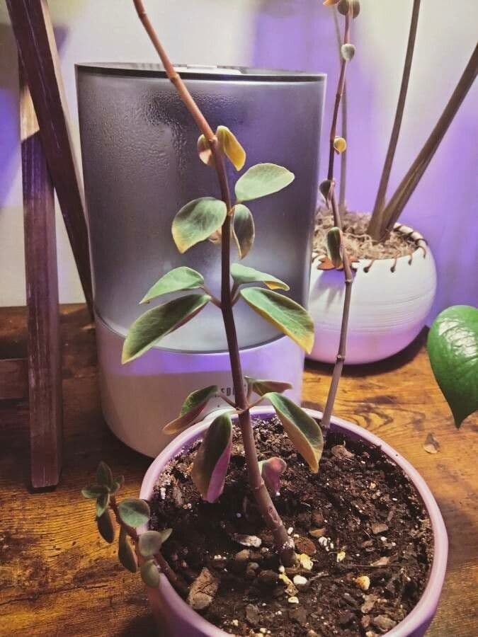 Pimiento verticilado 19