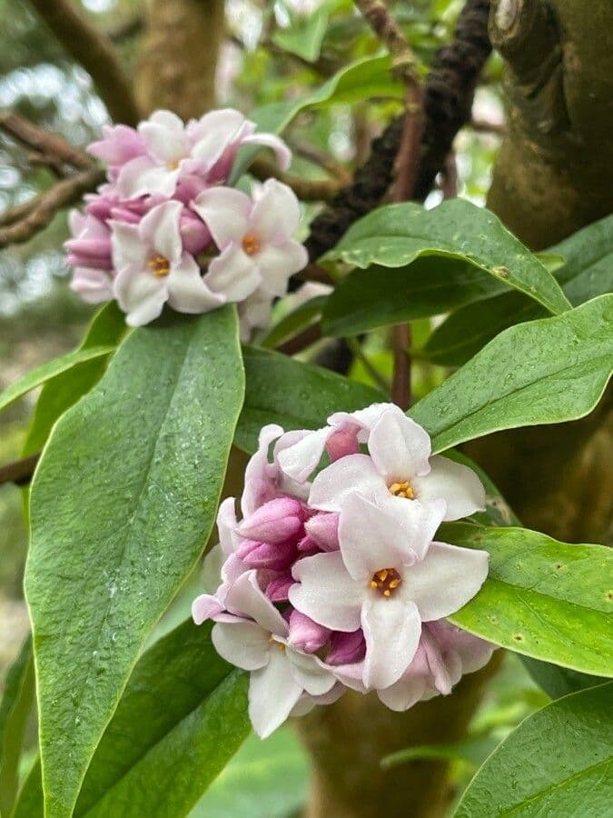 Daphne odora 5