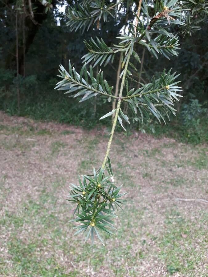 Podocarpus 7