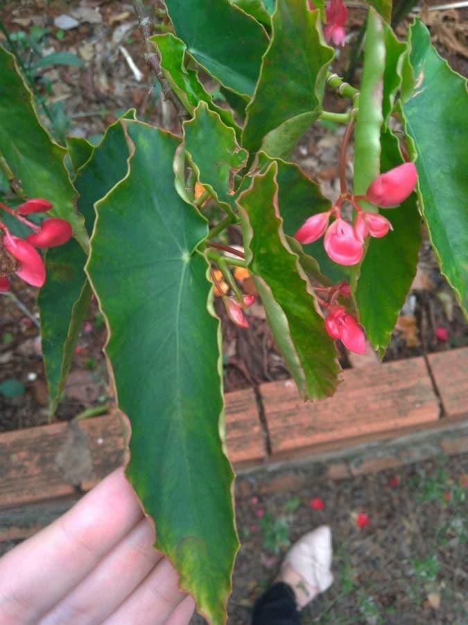 Begonia 14