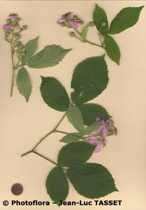Rubus rudis 5