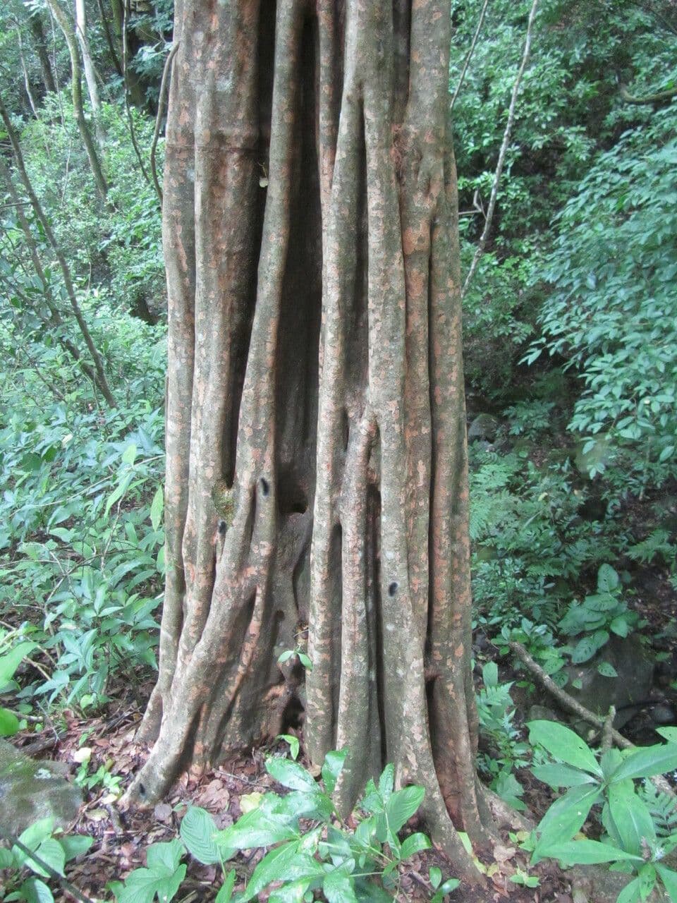 Coccoloba 8