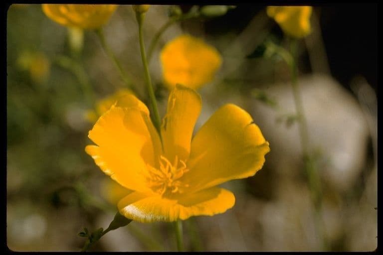 Wüsten-Mohn 5