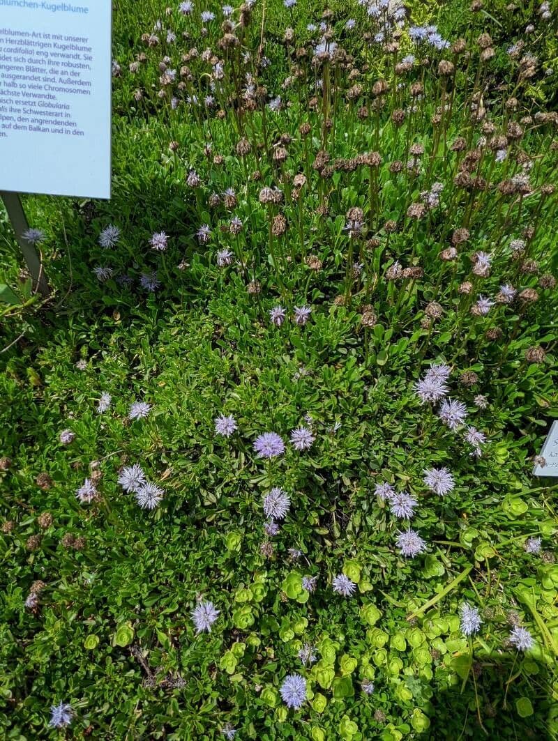 Globularia 10