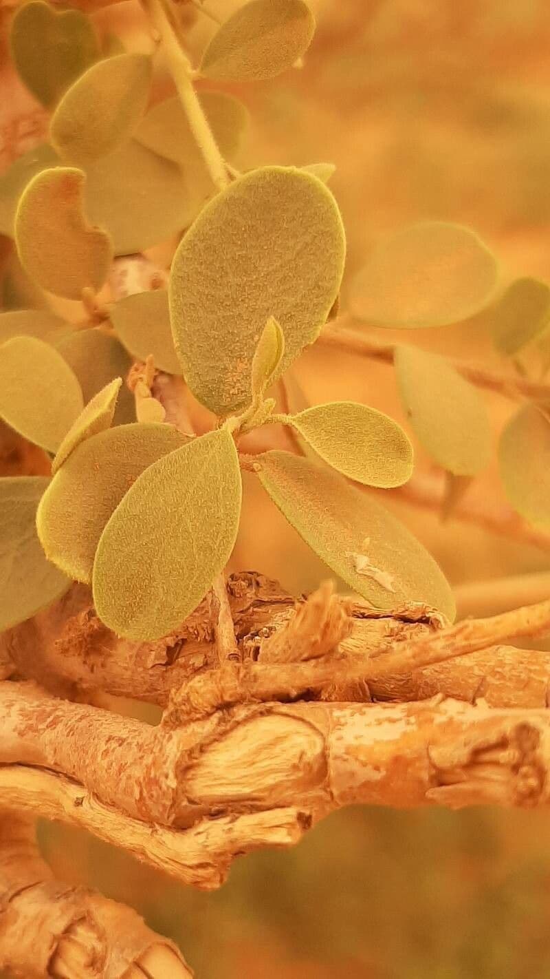 Dickblättrige Maerua 17