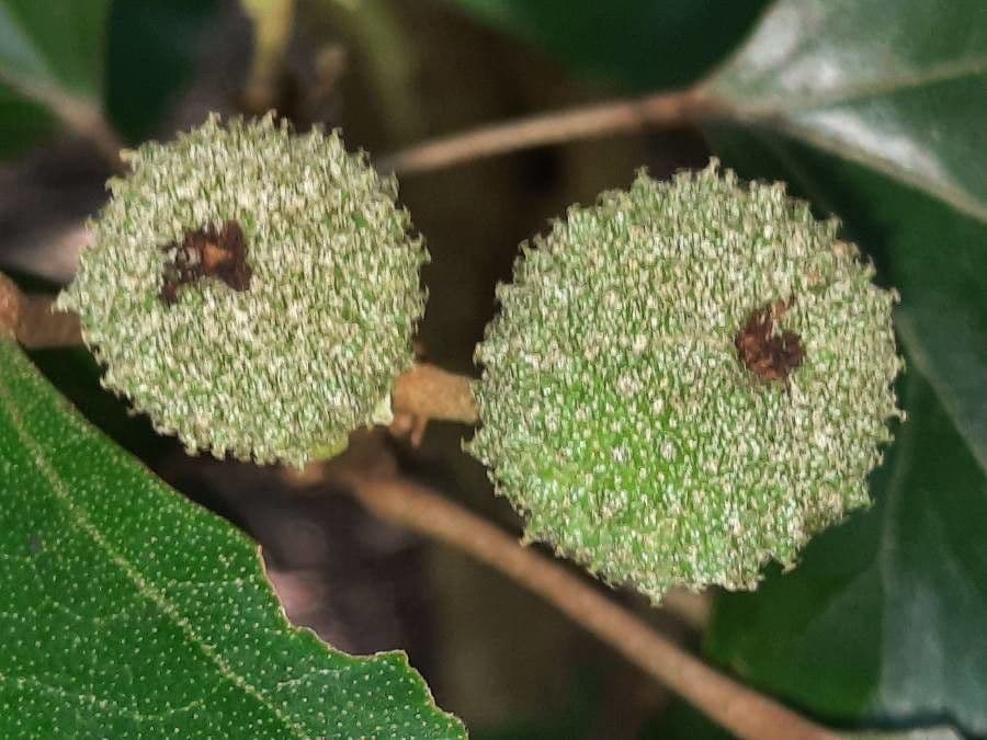 Croton 2