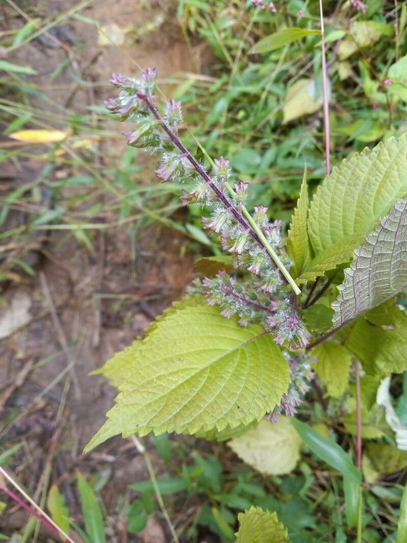Perilla