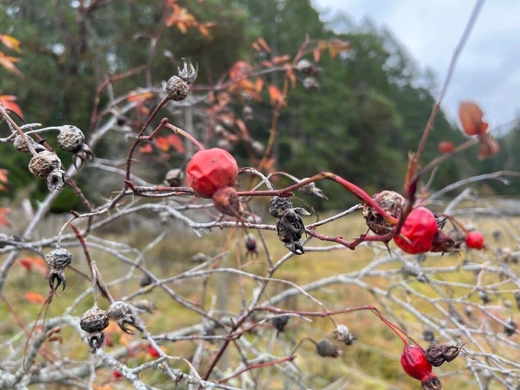 Swamp rose 3