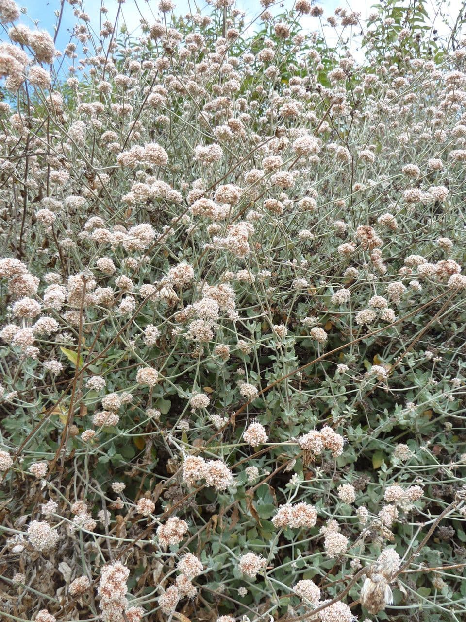 Eriogonum 6