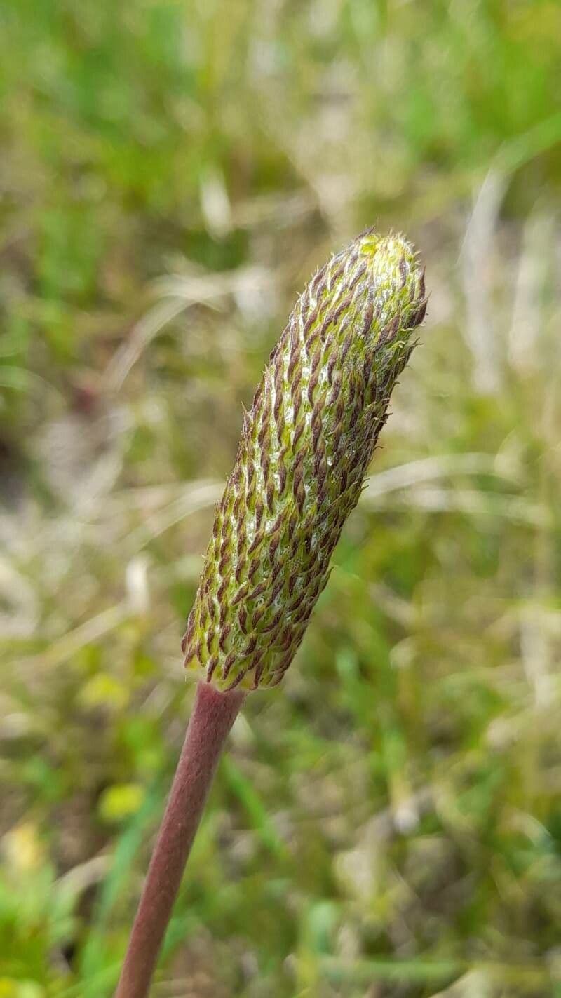 Süße Anemone 2