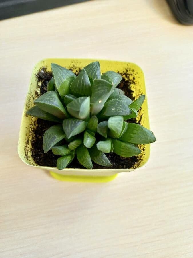 Hawortia 2