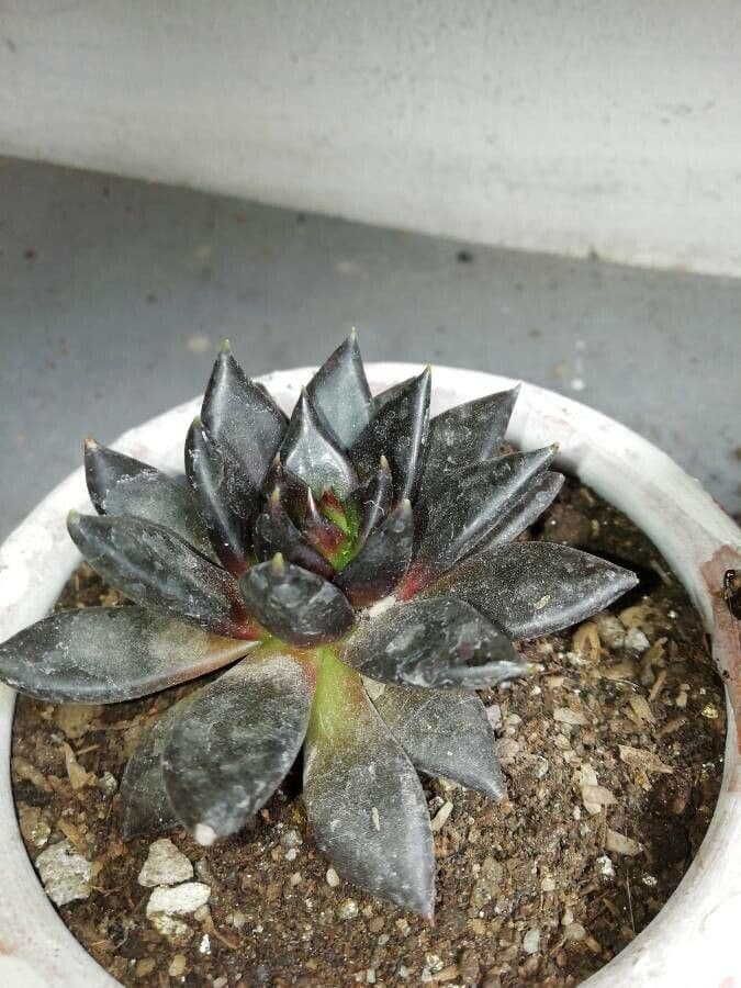 Echeveria 10