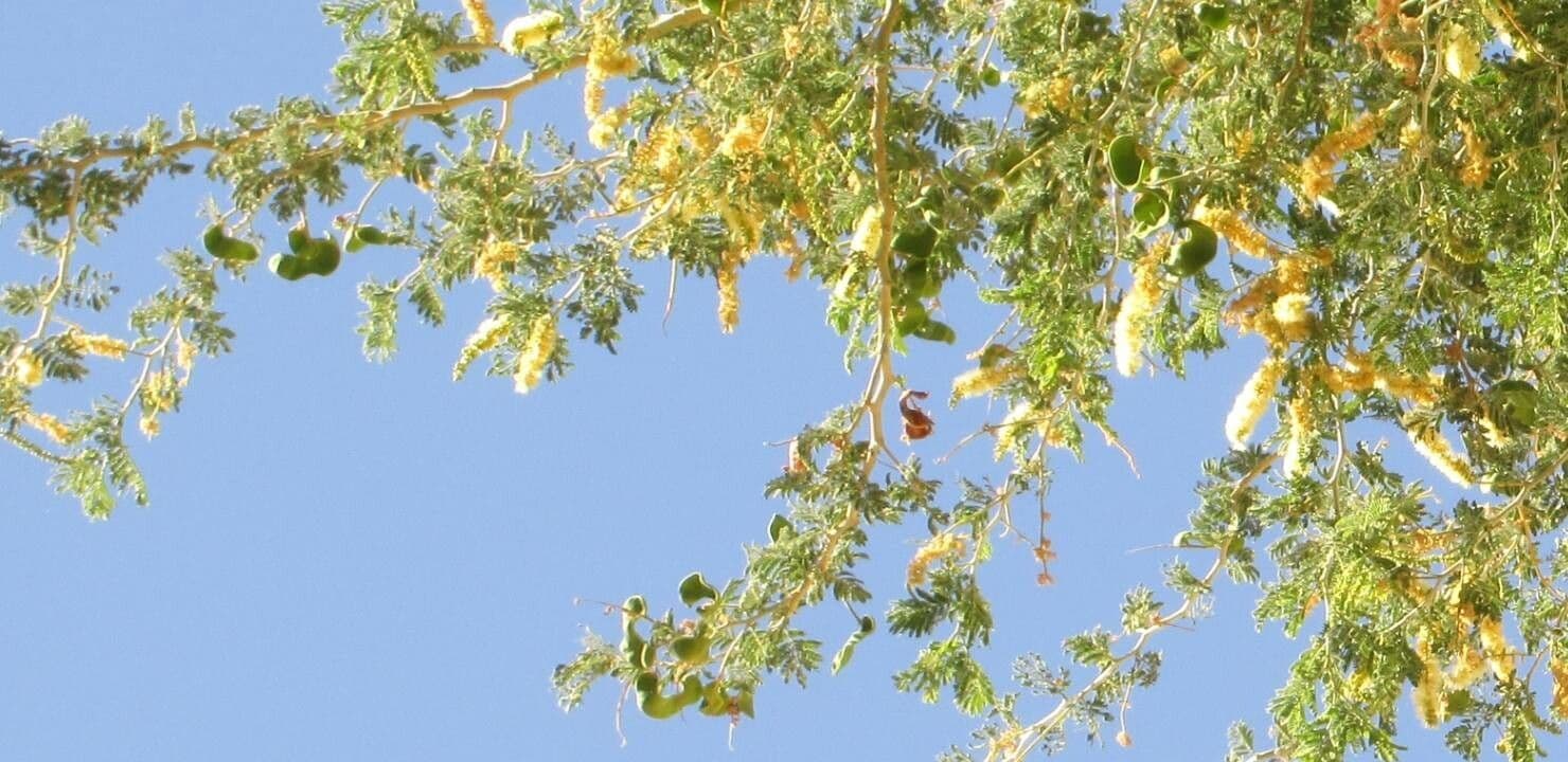 Acacia albida 4
