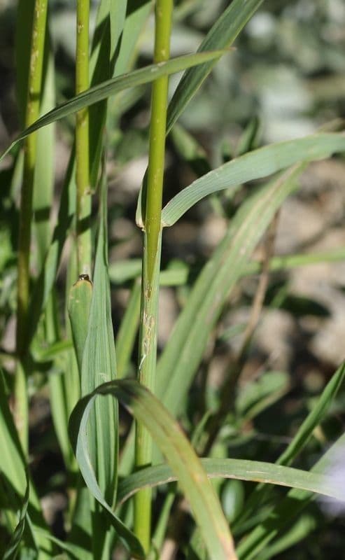 Bromus Suksdorfa 6