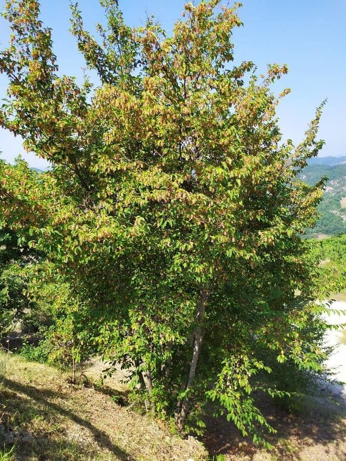 Carpino nero 11