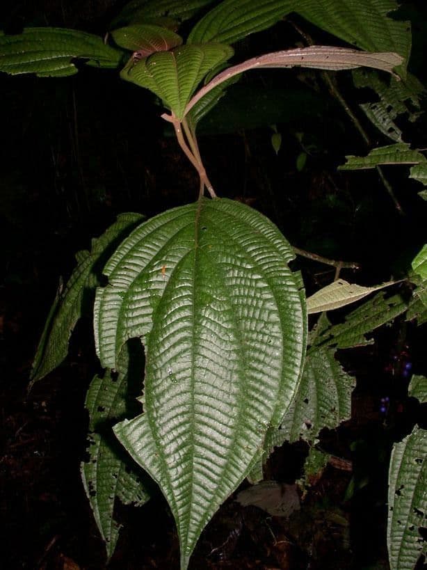 Miconia 16