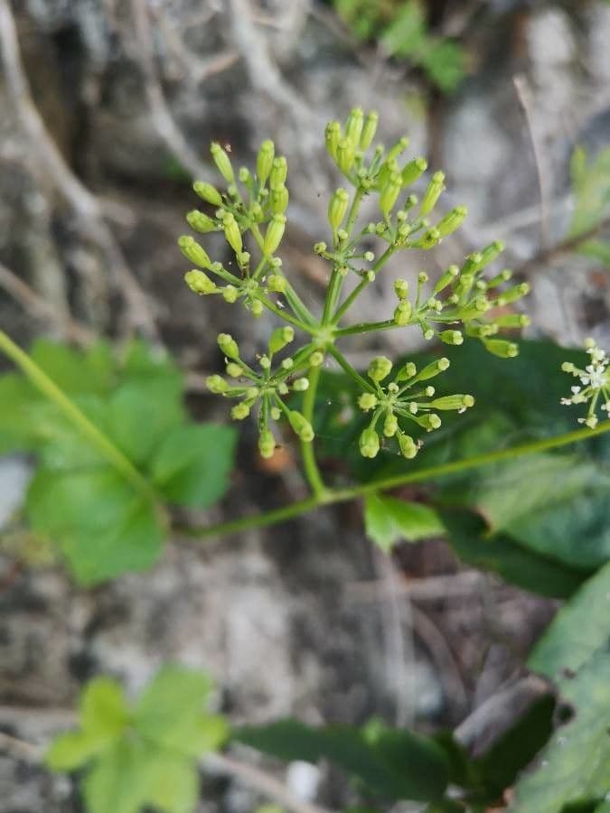 Ligusticum scoticum
