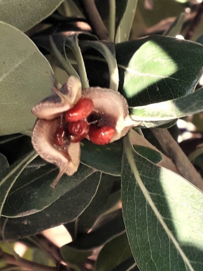 Pittosporo 4