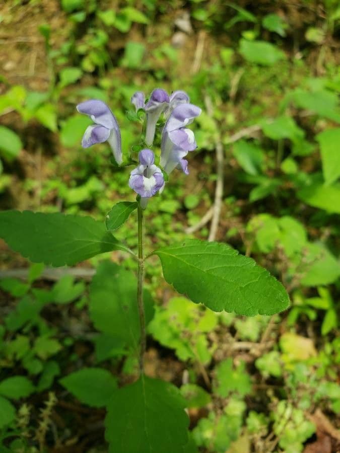 Alabama-Glockenblume 5